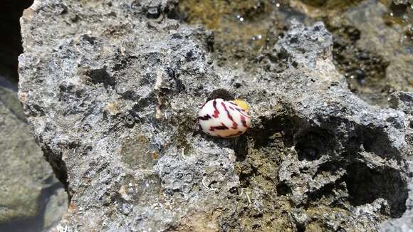 Image of bleeding tooth