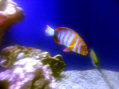 Image of Harlequin Tuskfish