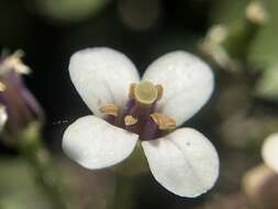 Image of Cardamine cordata Barnéoud