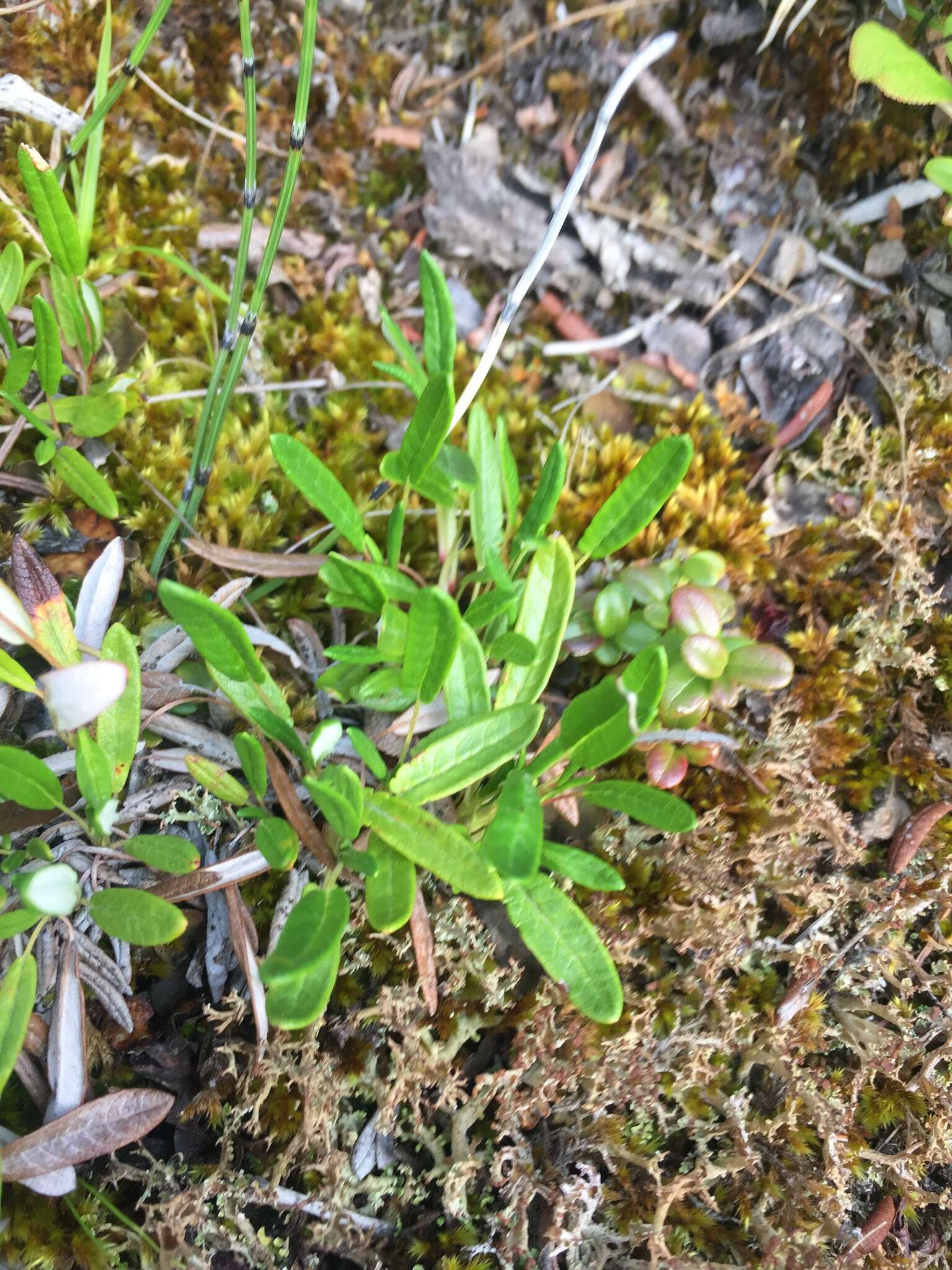 Image of entireleaf mountain-avens