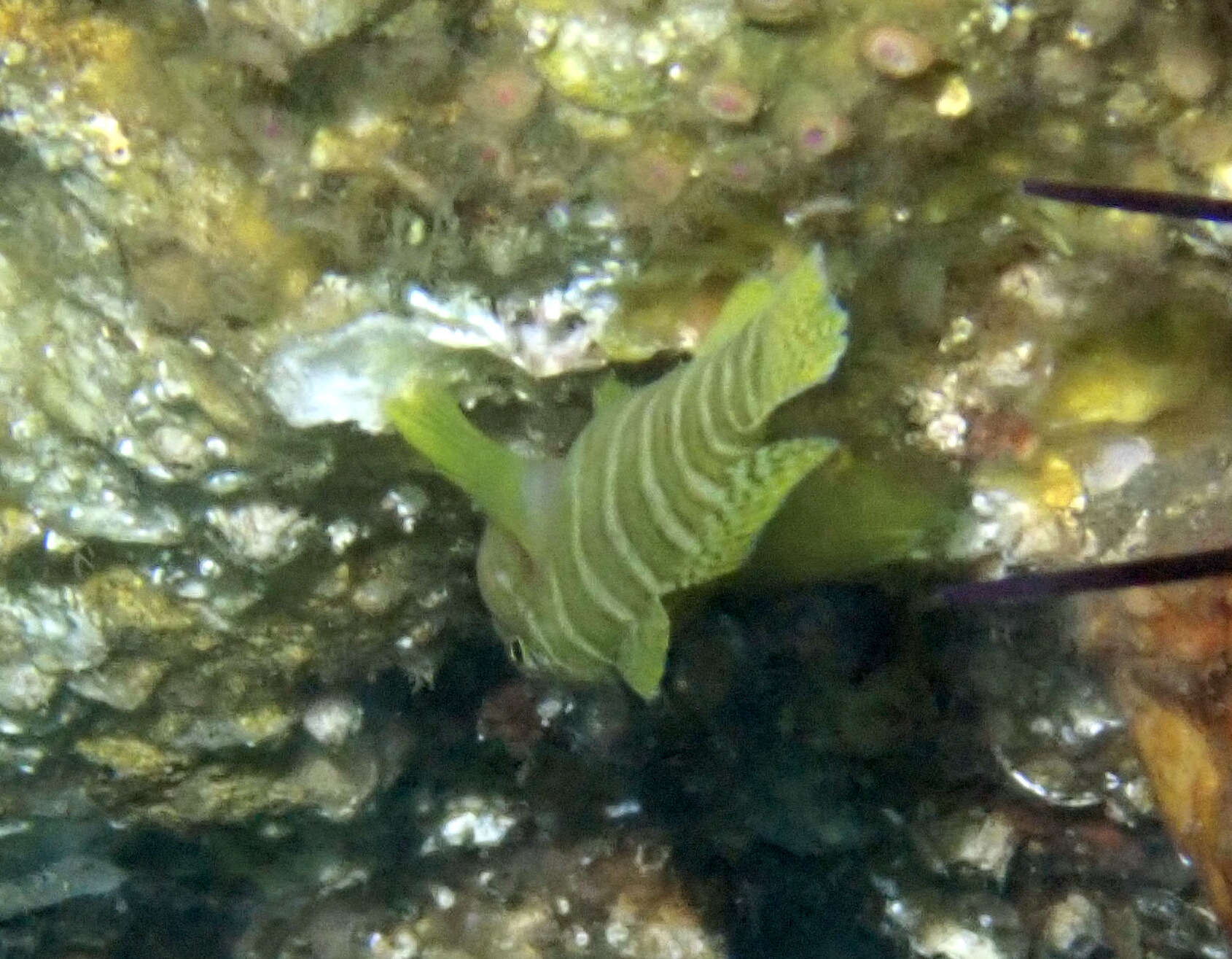 Image of Convict goby