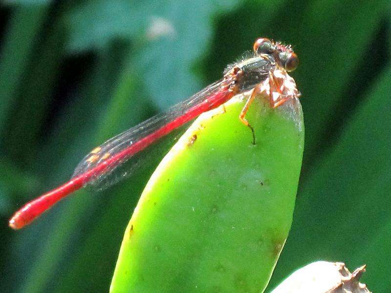 Image of small red damselfly