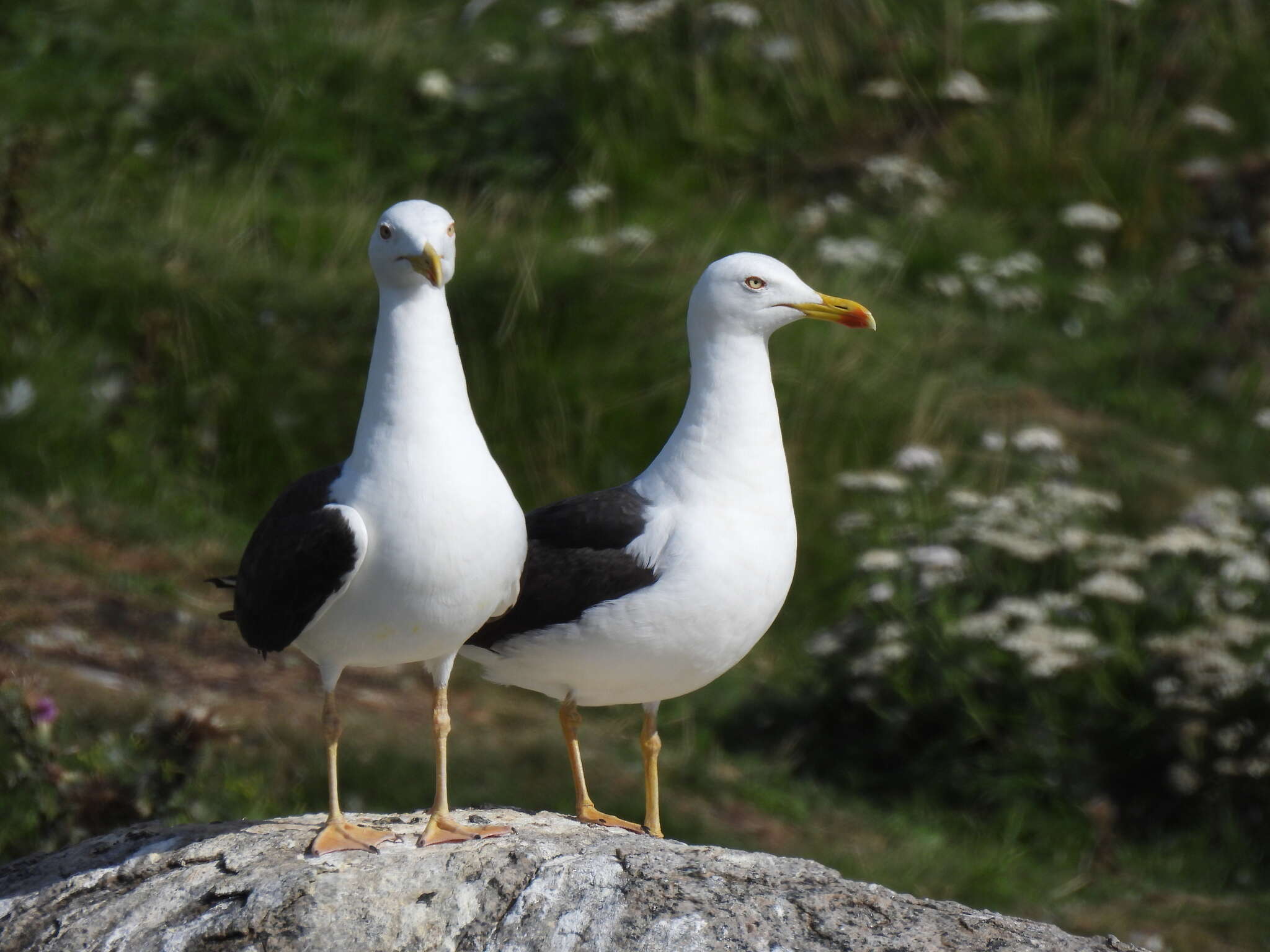 Image of Larus fuscus intermedius Schiøler 1922