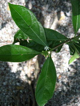Image of redgal