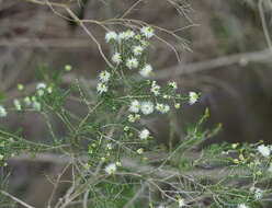 Sivun Melaleuca ericifolia Sm. kuva