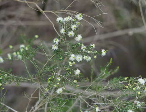 Sivun Melaleuca ericifolia Sm. kuva