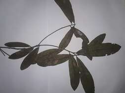 Image of Quercus sapotifolia Liebm.