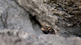 Image of Noronha skink