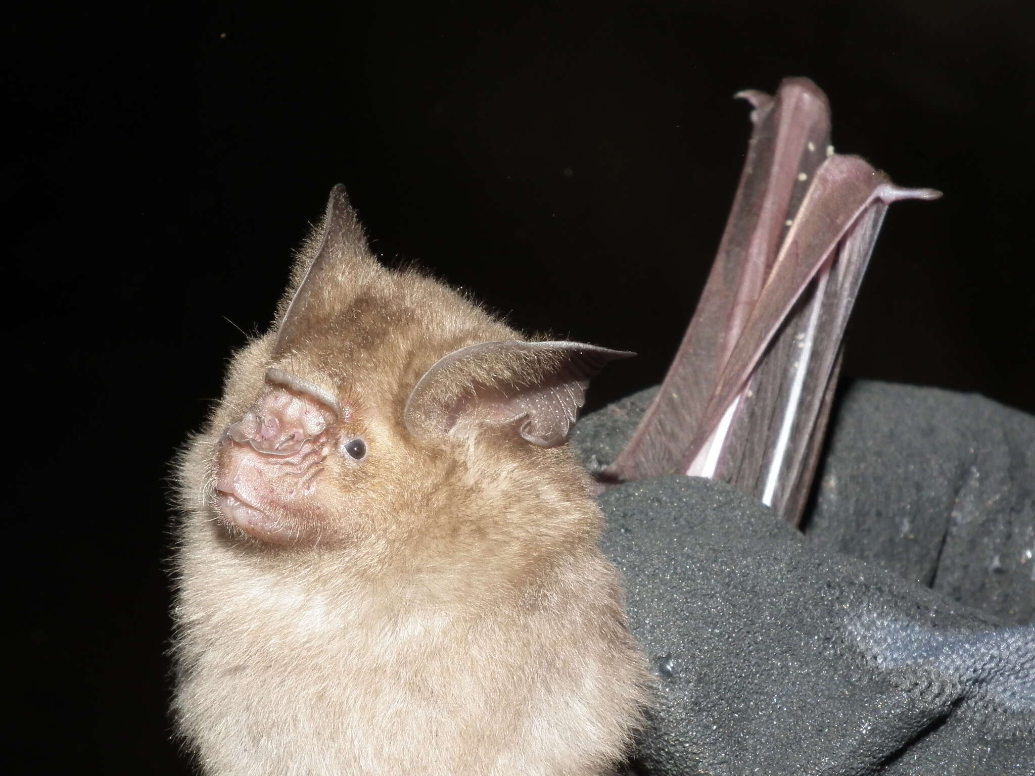 Image of Hipposideros speoris (Schneider ex Schreber 1800)