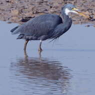 Image of Western Reef Heron