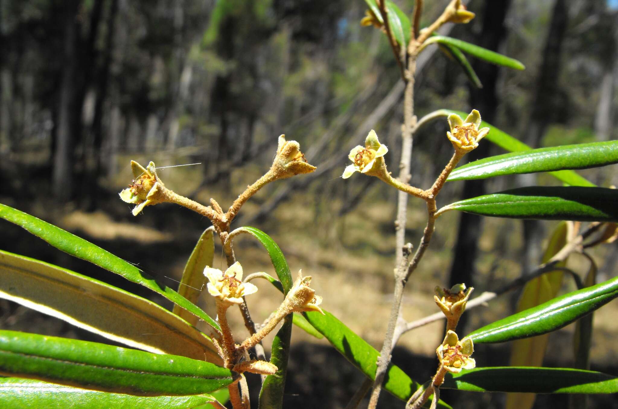 Image de Ricinocarpos ledifolius F. Muell.