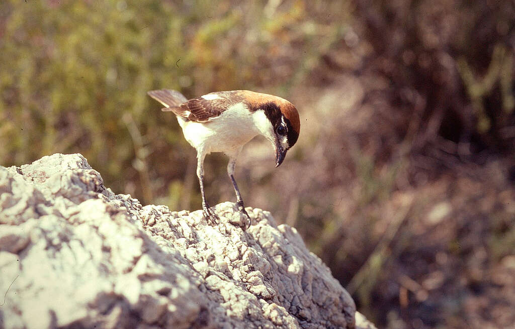 Image of Woodchat Shrike