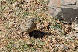 Image of Upland Pipit