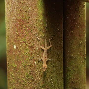 Image of Anolis apletophallus Köhler & Sunyer 2008