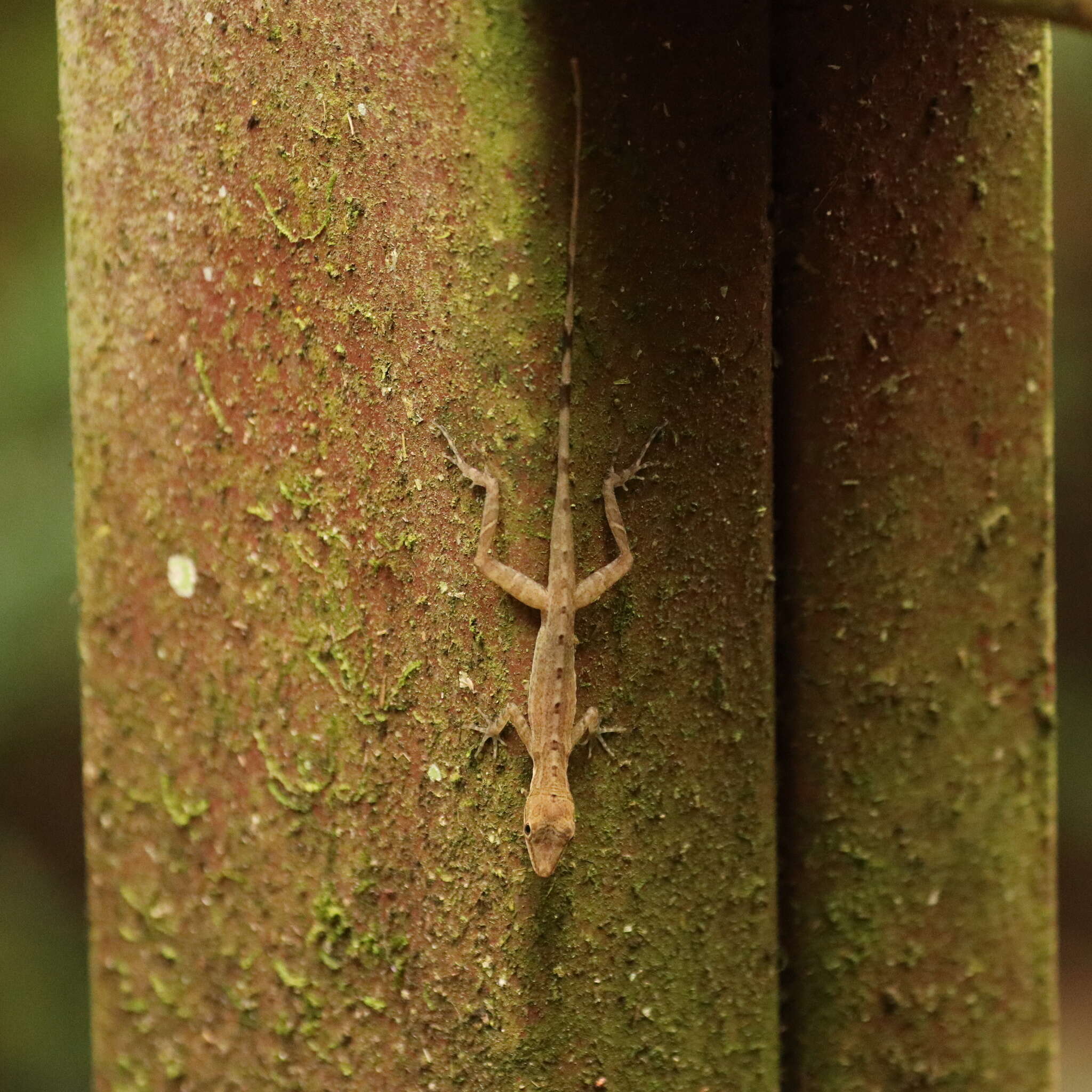 Image of Anolis apletophallus Köhler & Sunyer 2008