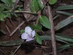 Image of <i>Torenia anagallis</i>