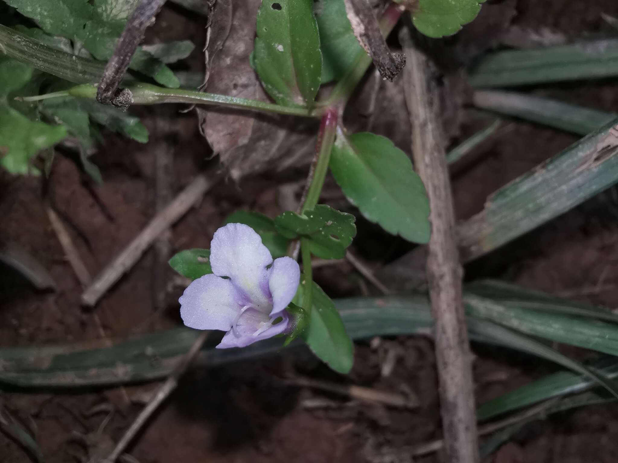 Image of <i>Torenia anagallis</i>