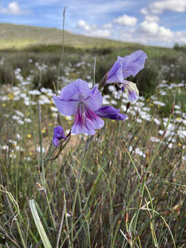 Image of Gladiolus carinatus subsp. carinatus