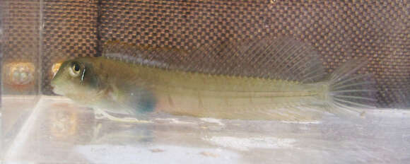 Image of Fang-toothed blenny