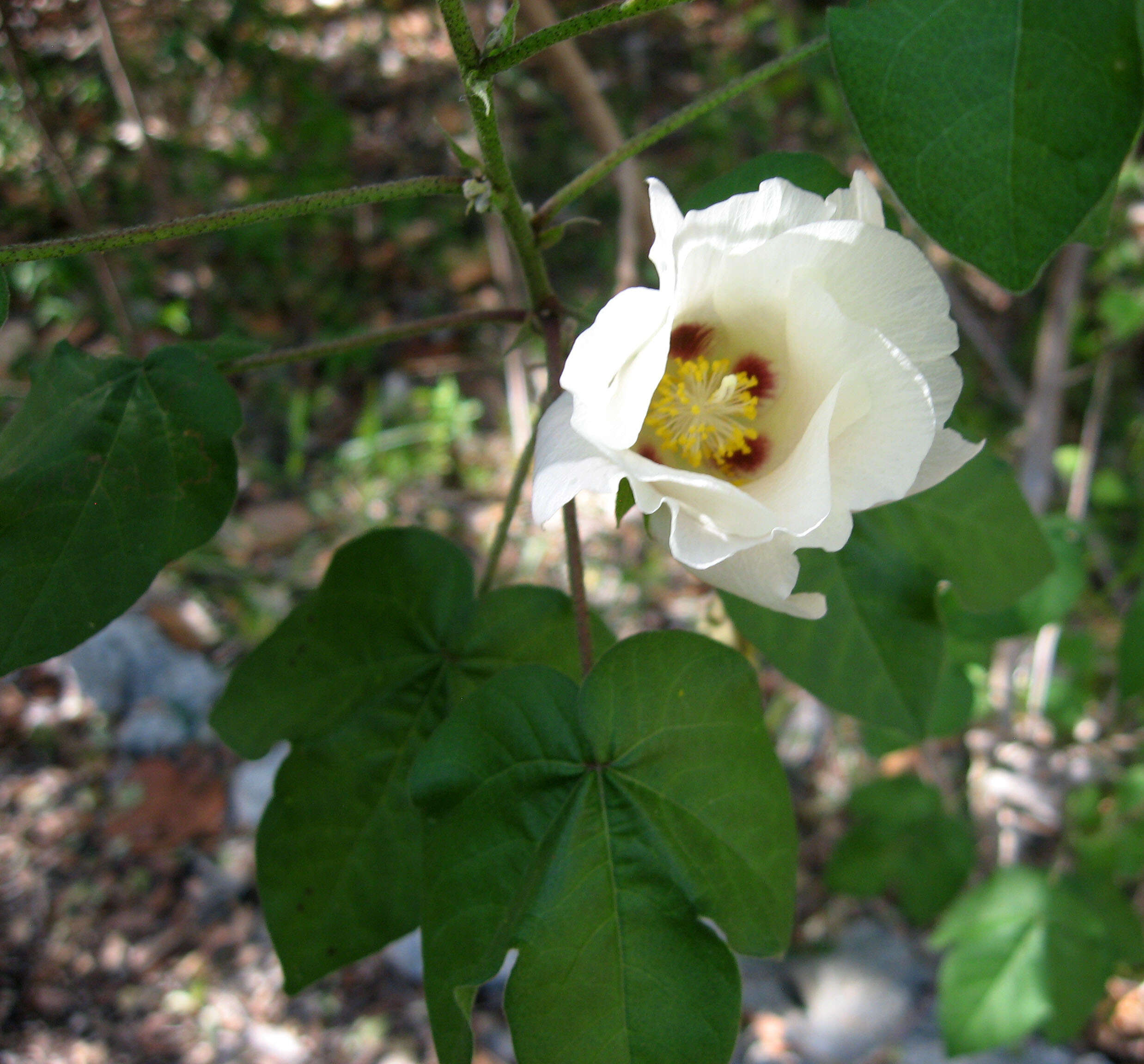 Image of upland cotton