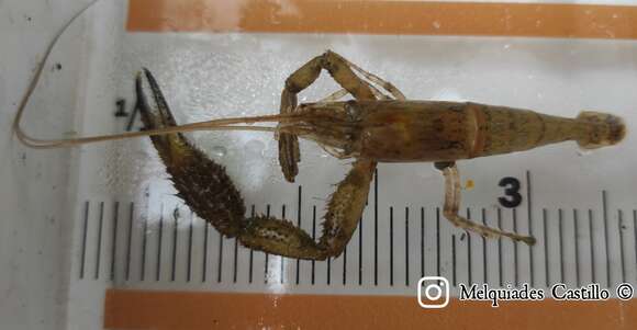 Image of bristled river shrimp