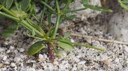 Image de Fagonia pachyacantha Rydb.