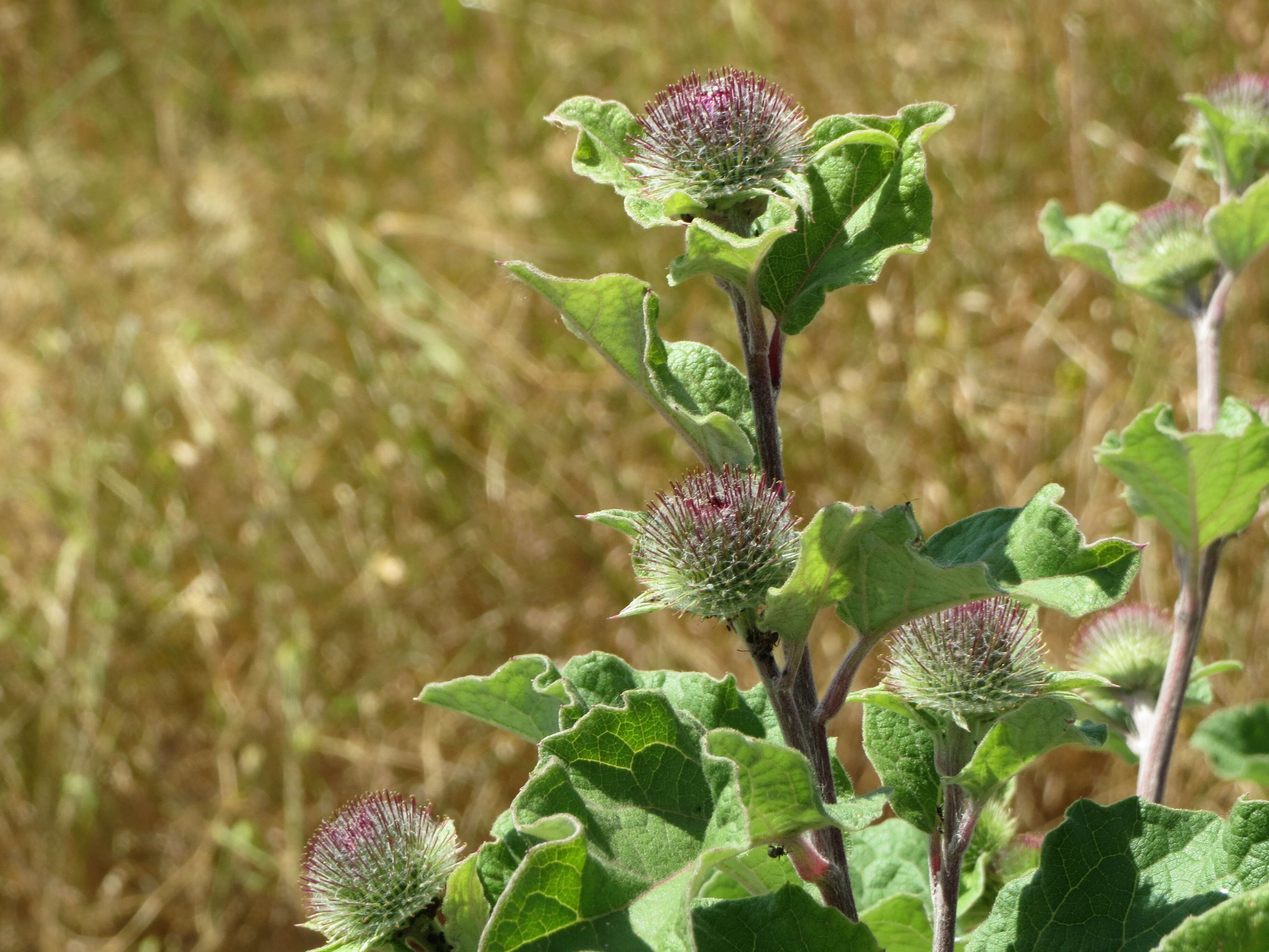 Image of woolly burdock