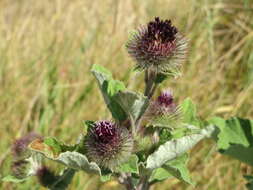 Image of woolly burdock