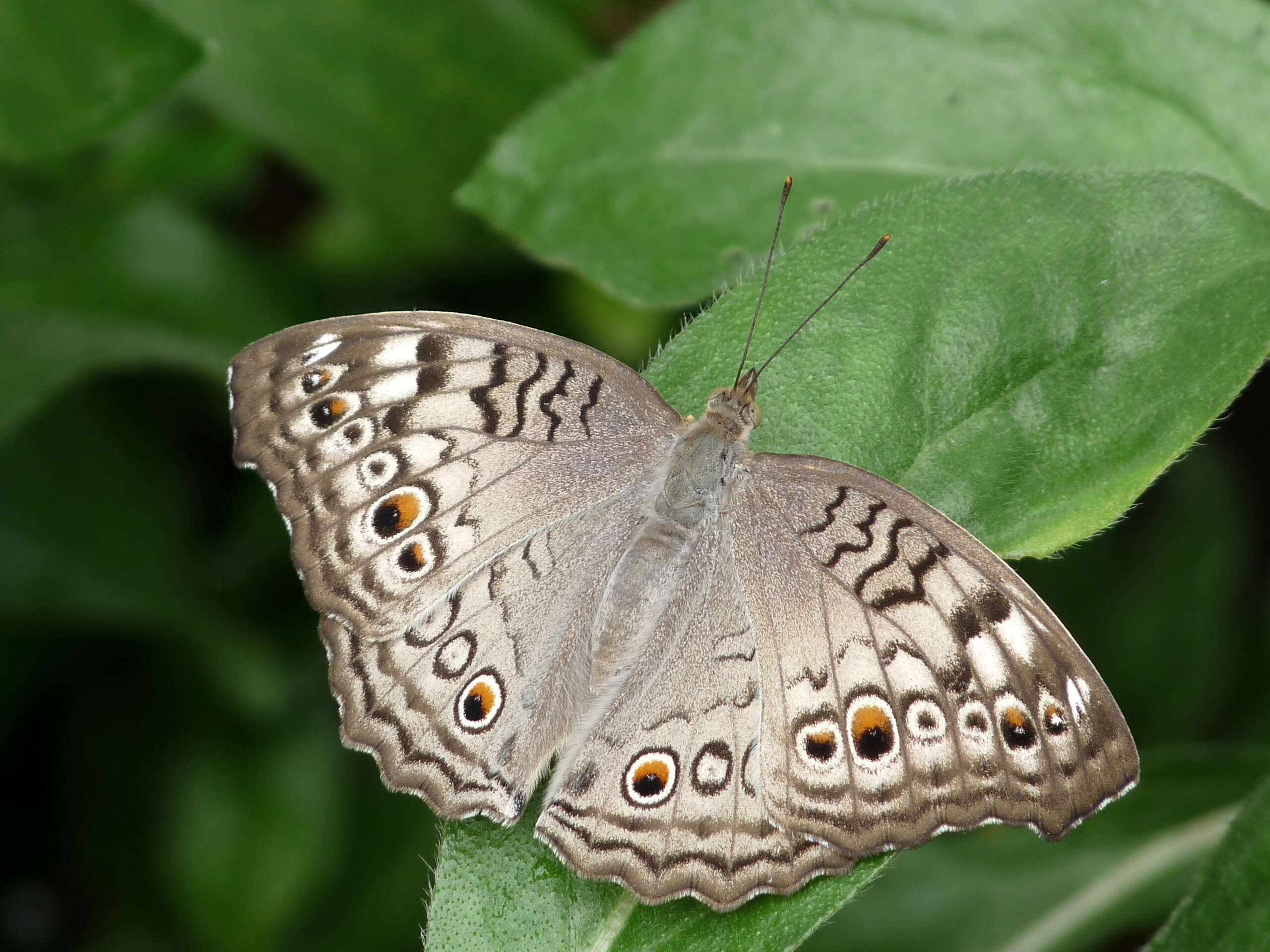 Plancia ëd Junonia atlites Linnaeus 1763