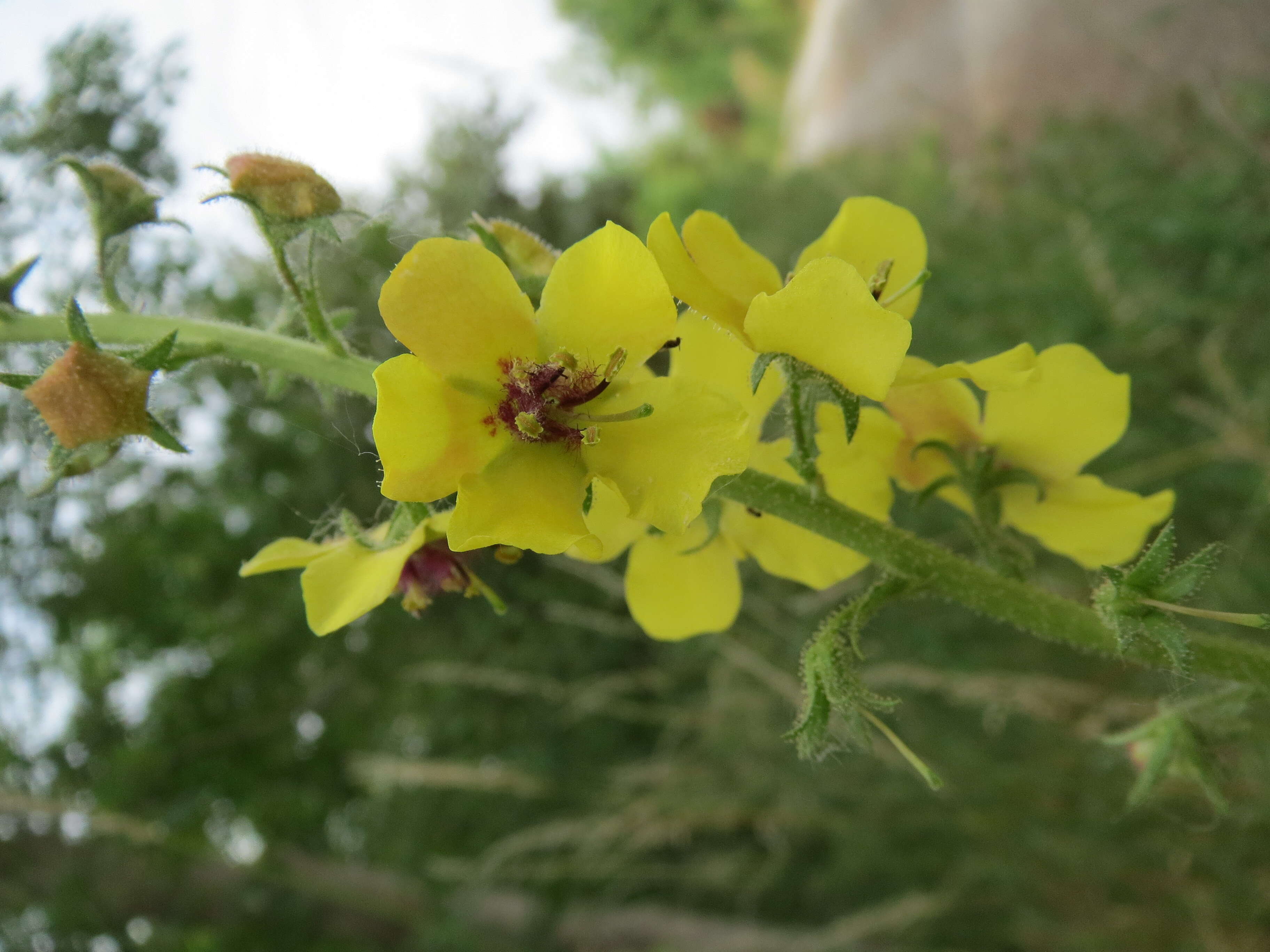 Verbascum nigrum L. resmi