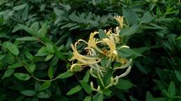 Imagem de Lonicera japonica Thunb.