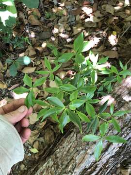 Image of Alyxia ruscifolia R. Br.