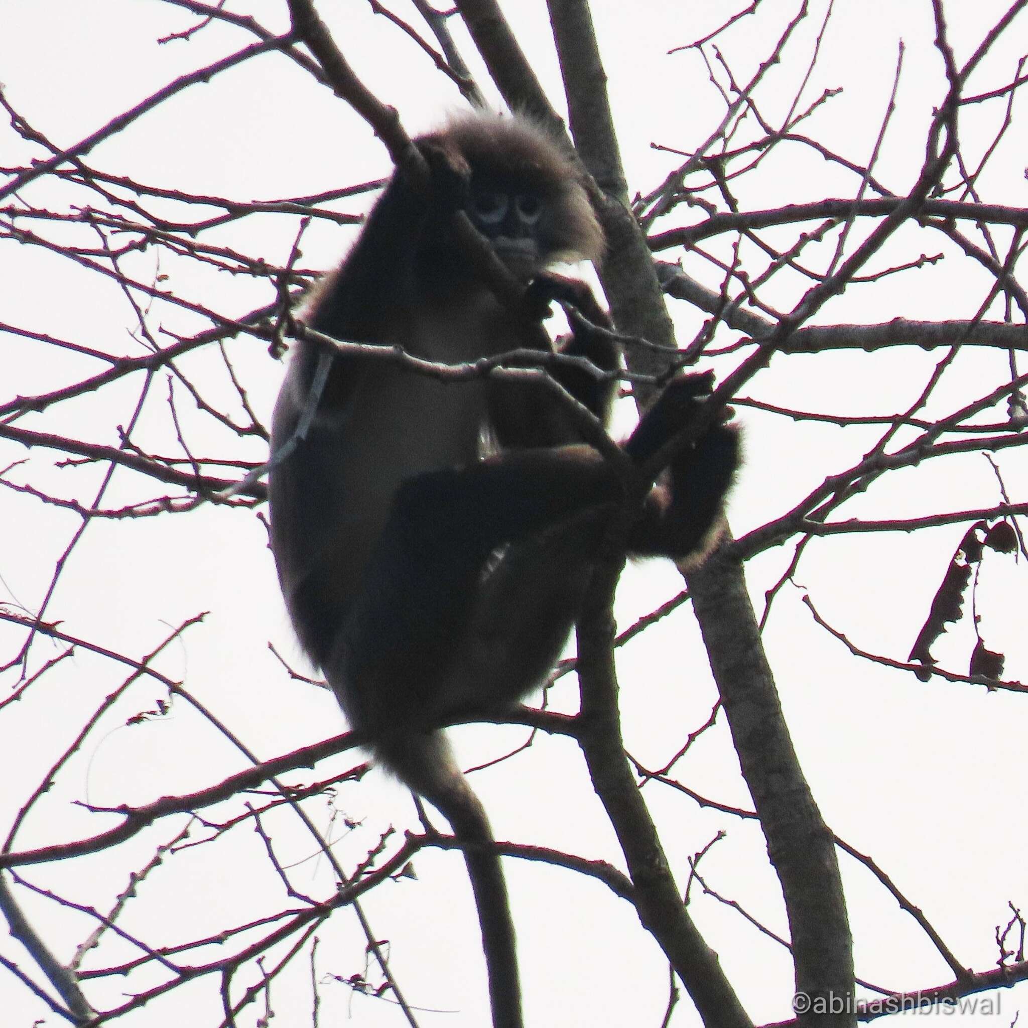 Image of Phayre's Langur