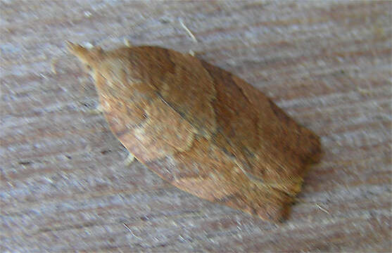 Image of Moth