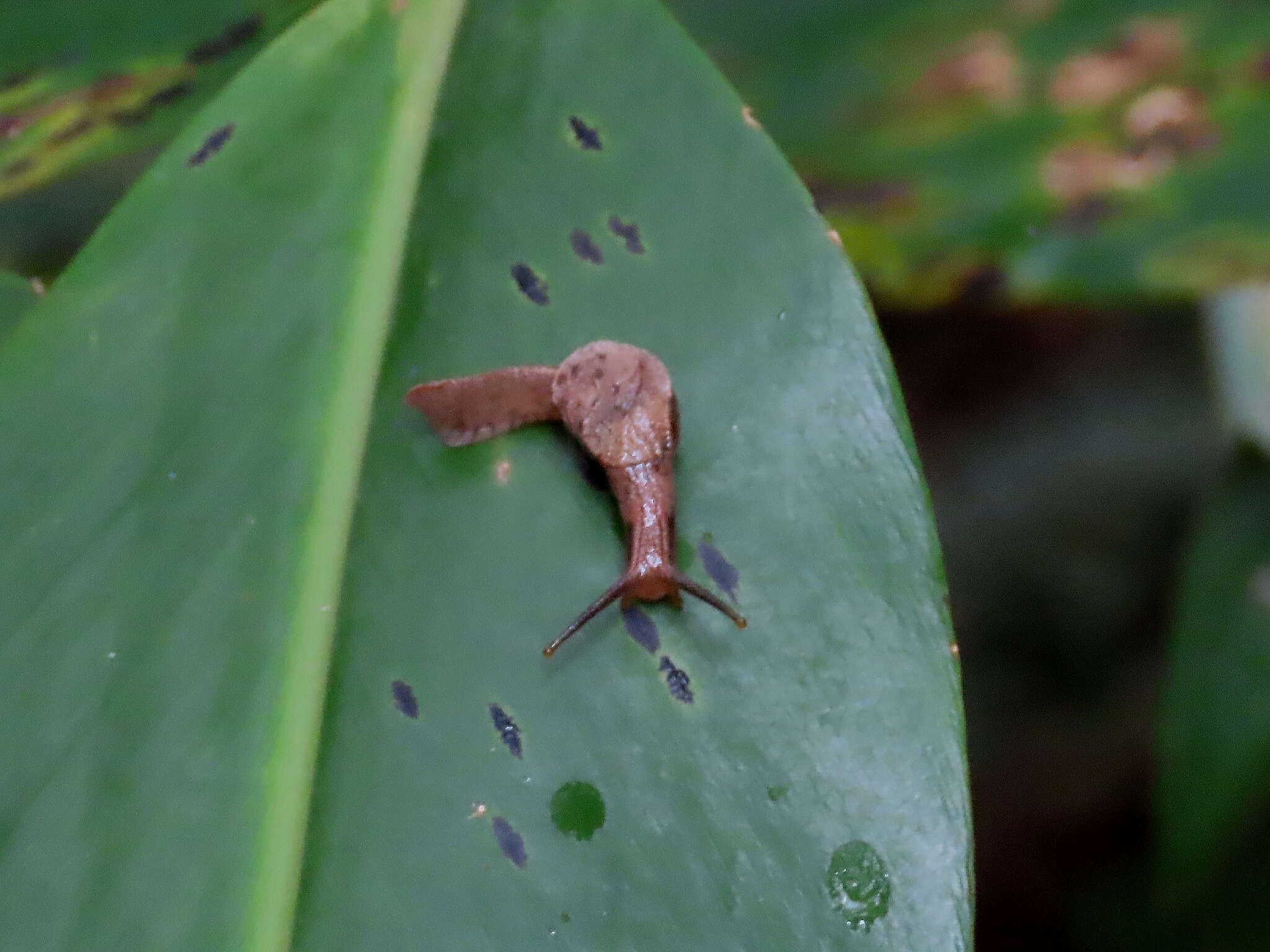 Image de Cucullarion parkini Stanisic 1998