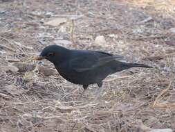 Turdus merula mauritanicus Hartert 1902 resmi