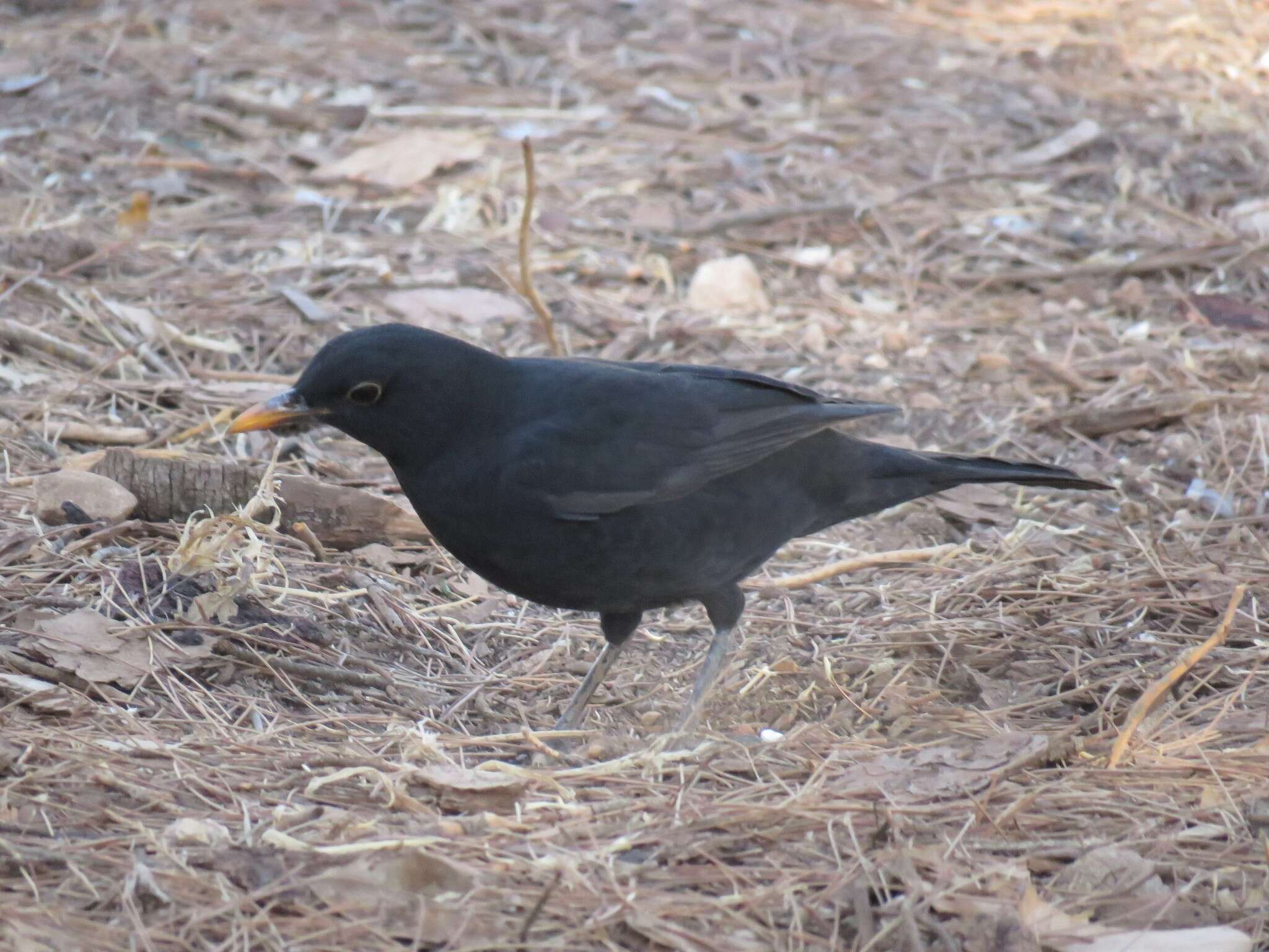 Turdus merula mauritanicus Hartert 1902的圖片