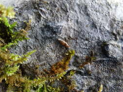 Image of Three-toothed Moss Snail