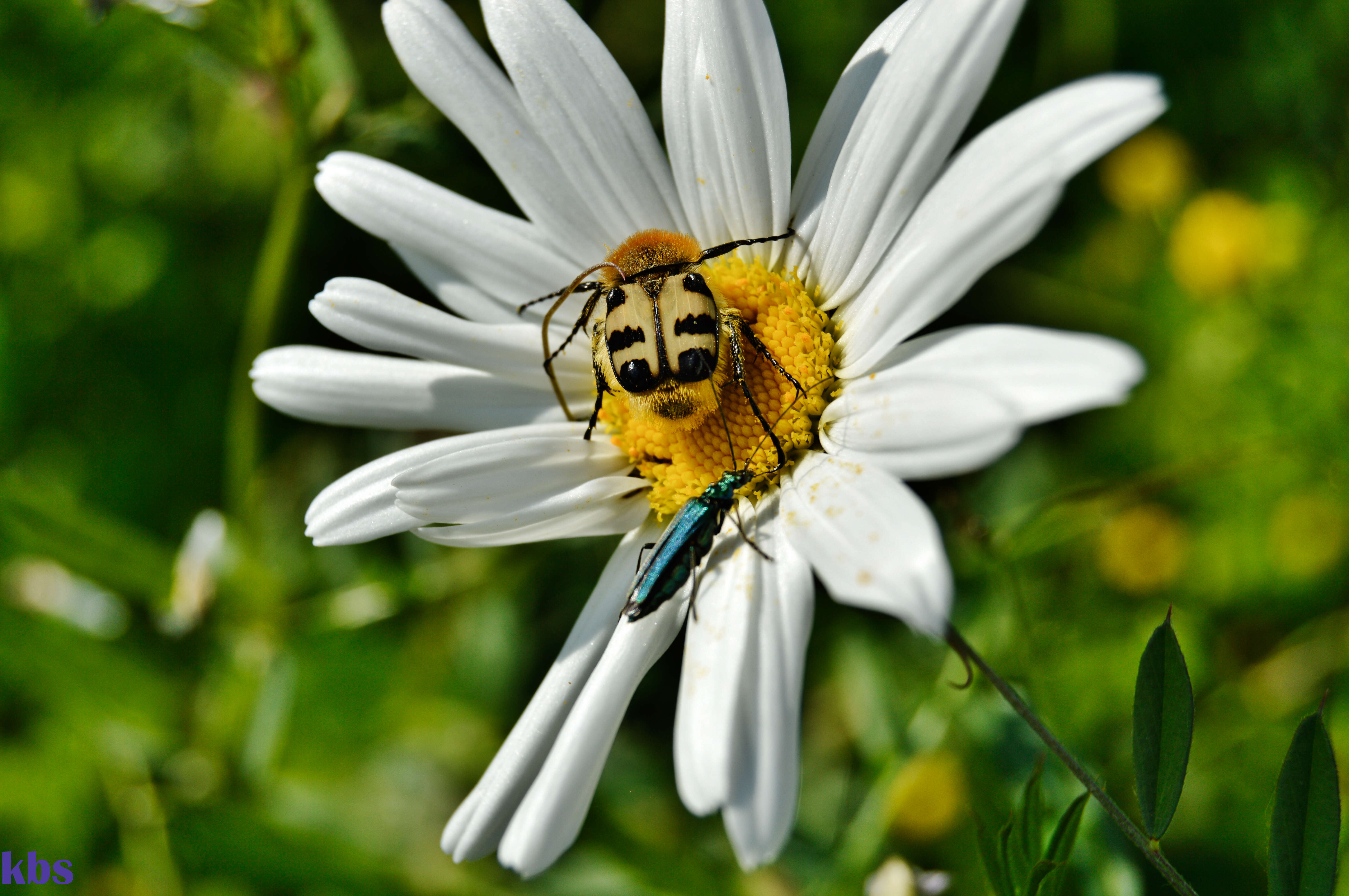 Image of Bee beetle