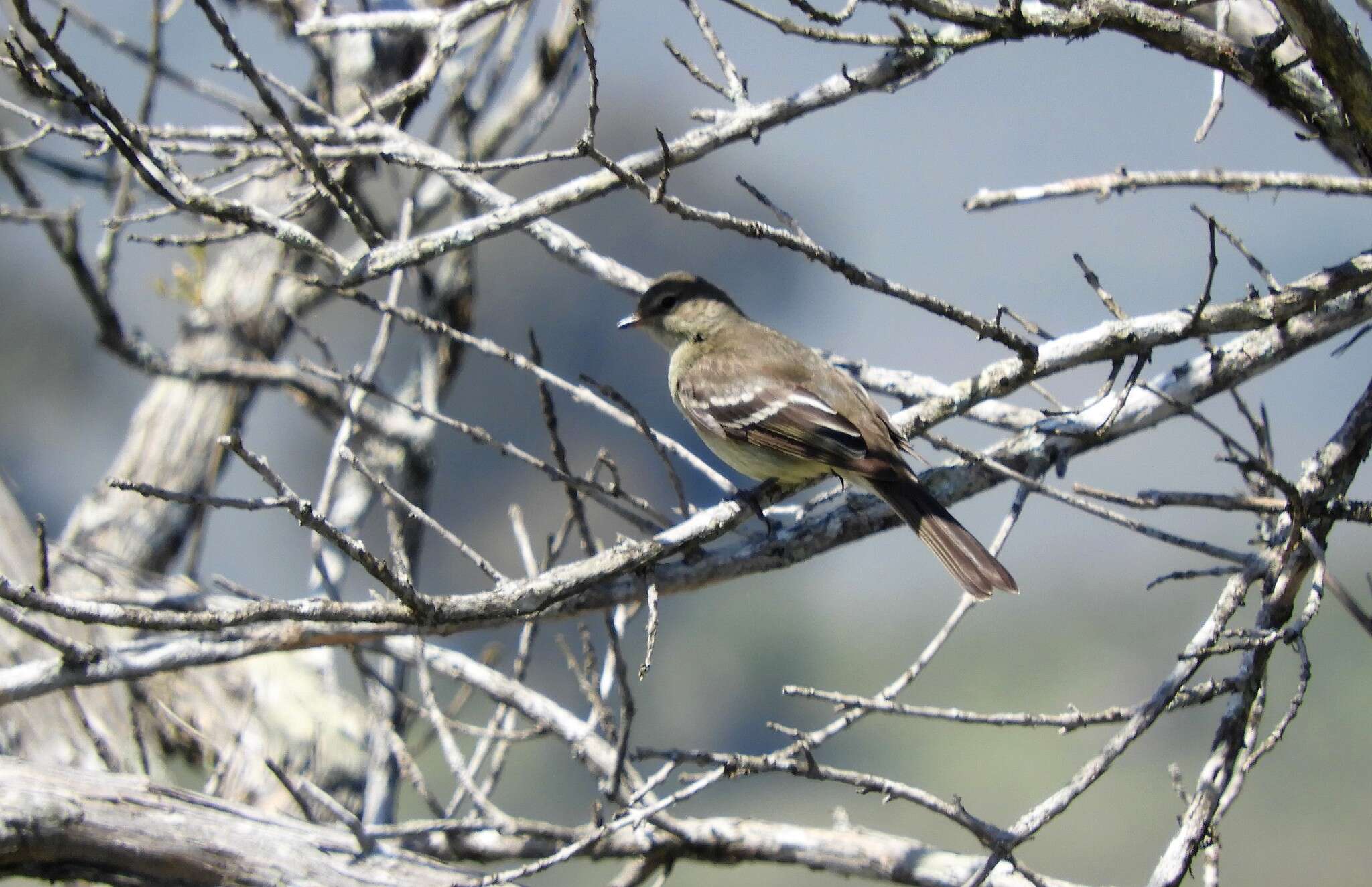 Image of Small-headed Elaenia