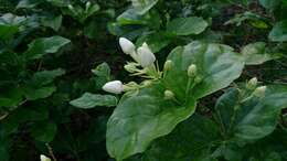 Image of Arabian jasmine