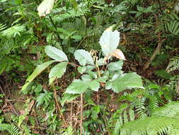 Image of Meliosma rhoifolia Maxim.
