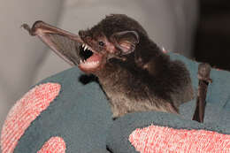 Image of Gould's Wattled Bat