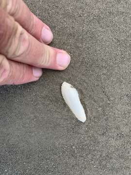 Image of Campeche angel wing