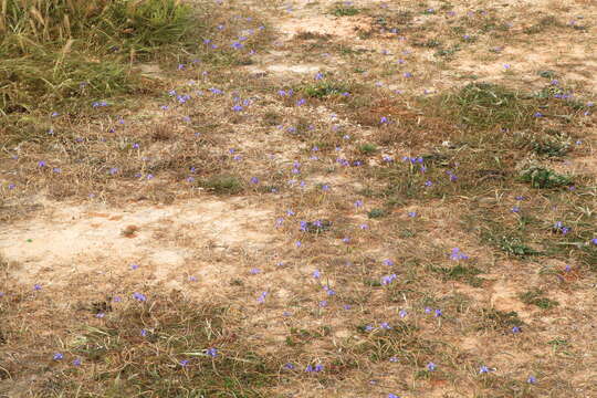 Image of Barbary Nut Iris