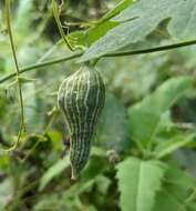 Image of Schizocarpum palmeri Cogn. & J. N. Rose