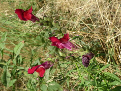 Image of garden snapdragon