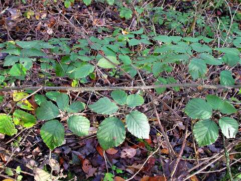 Image of Rubus anisacanthos G. Braun