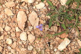 Image of Barbary Nut Iris