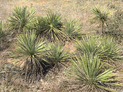 Image of Buckley's yucca